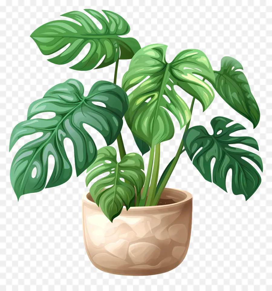 Monstera Deliciosa Planta，Plantas De Interior PNG