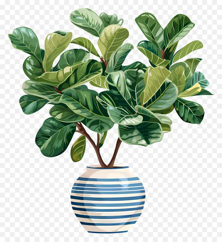 Ficus Lyrata，Plantas De Interior PNG