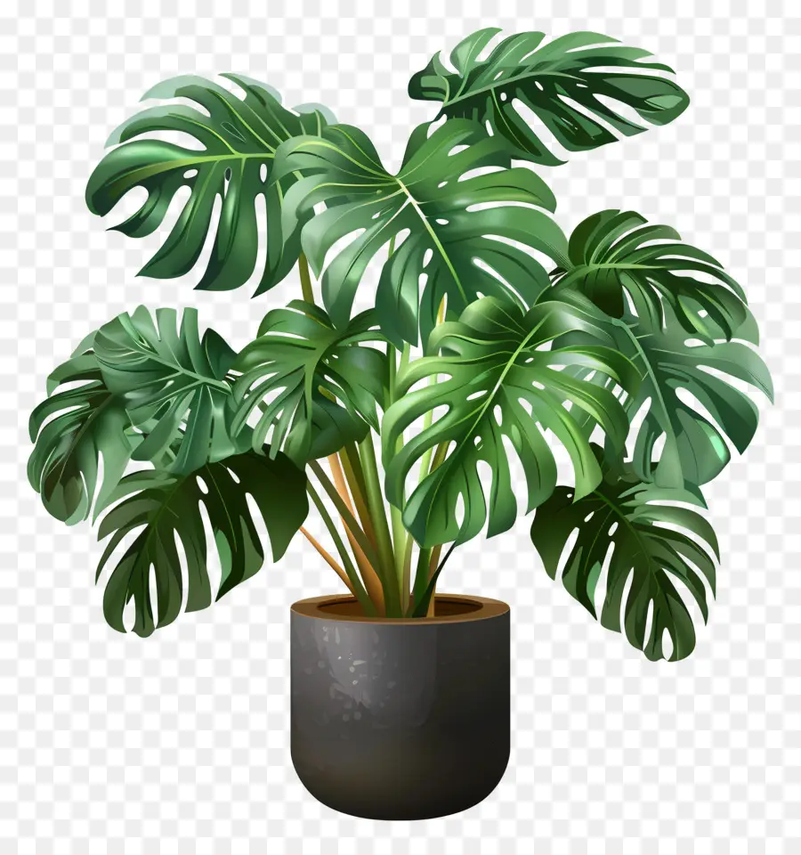 Monstera Deliciosa Planta，Planta Monstera PNG