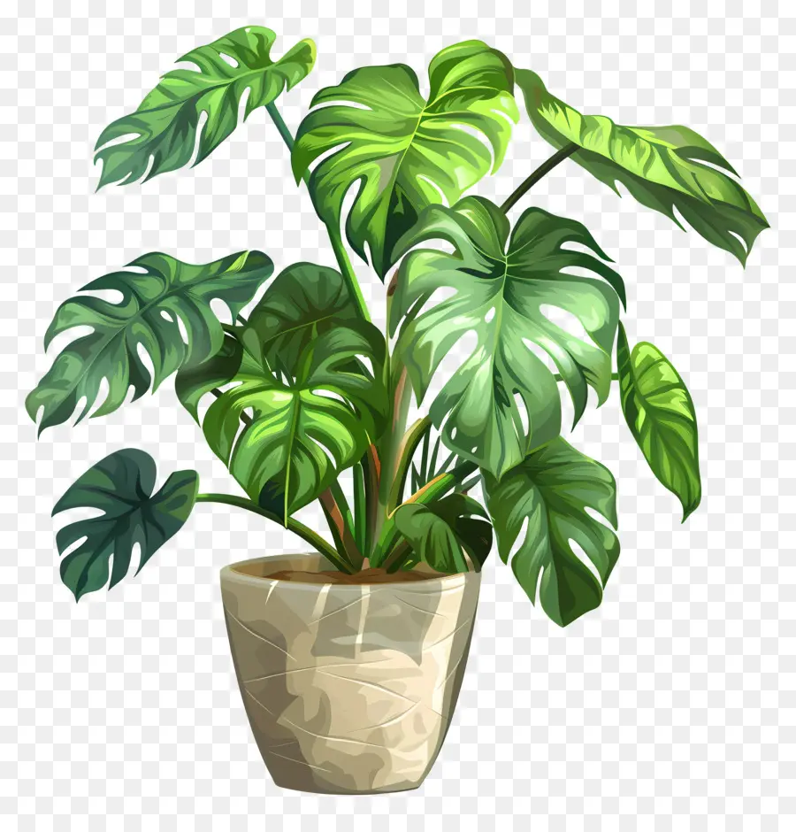 Monstera Deliciosa Planta，Planta De Casa PNG