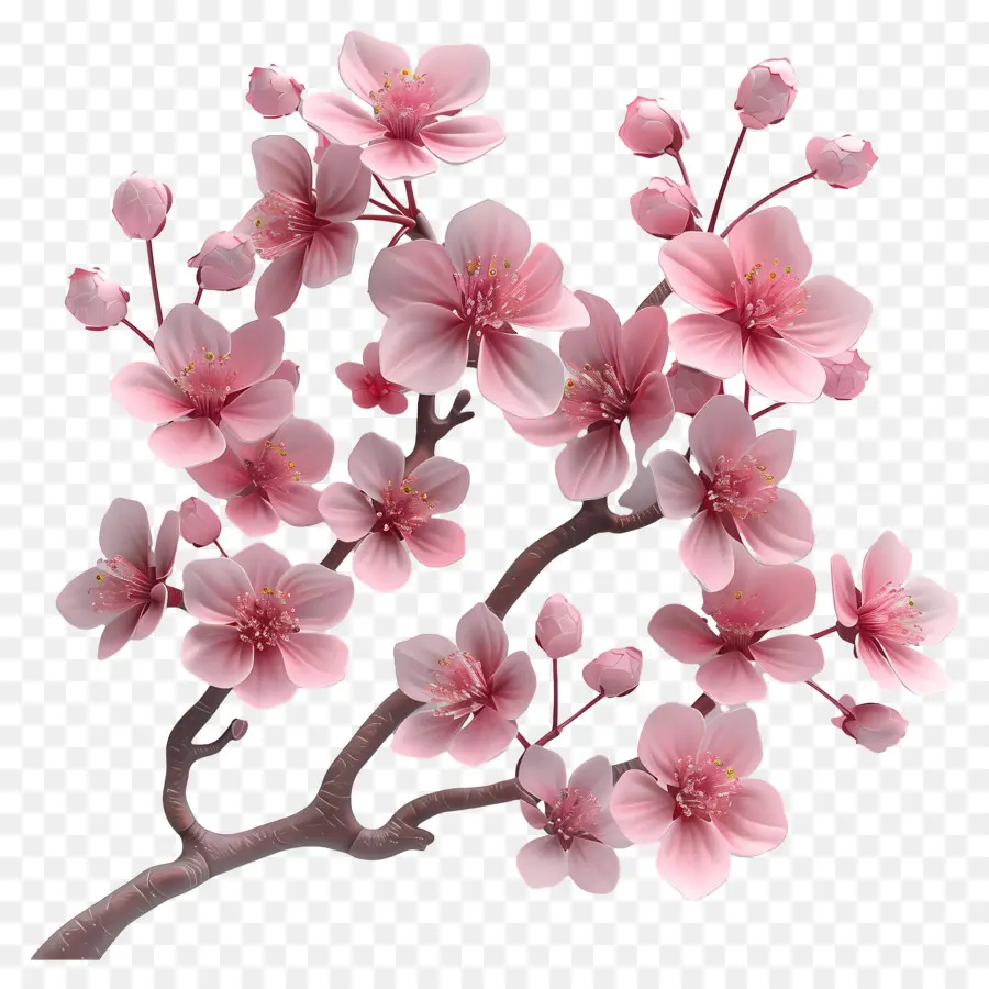 Conde Sakura，Sakura Flor PNG