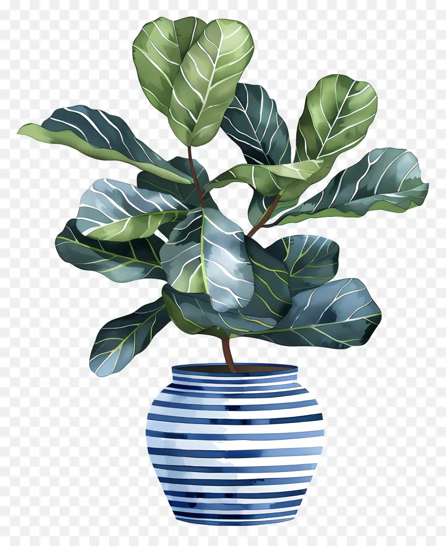 Ficus Lyrata，Plantas De Interior PNG