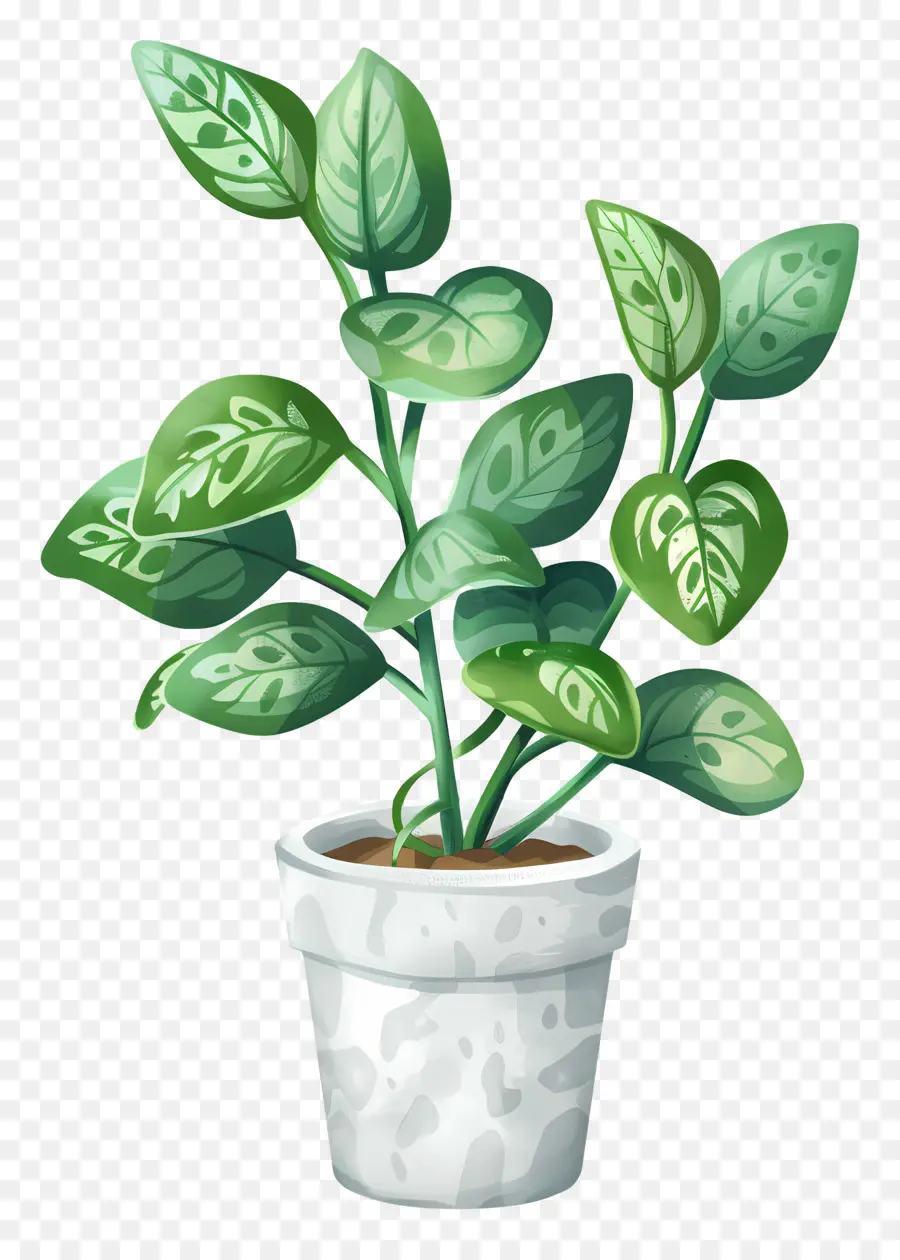 Planta De Casa Ondulada，Planta Interna PNG