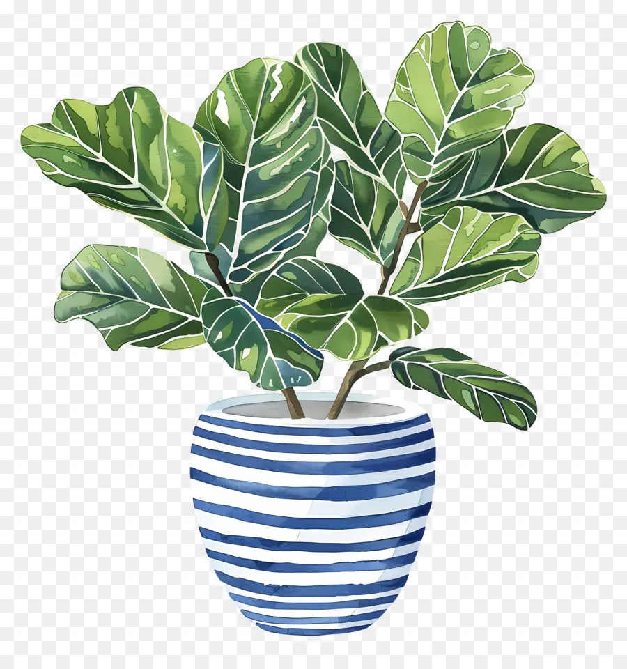 Ficus Lyrata，Planta De Vaso PNG