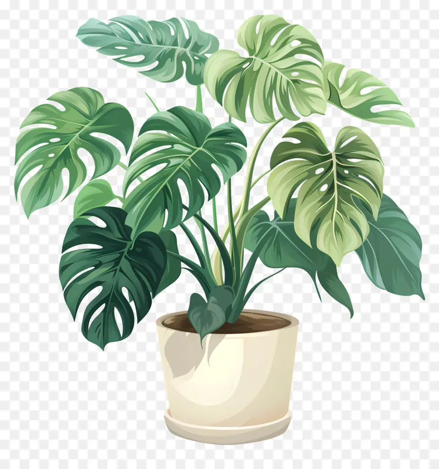 Monstera Deliciosa Planta，Planta De Vaso PNG