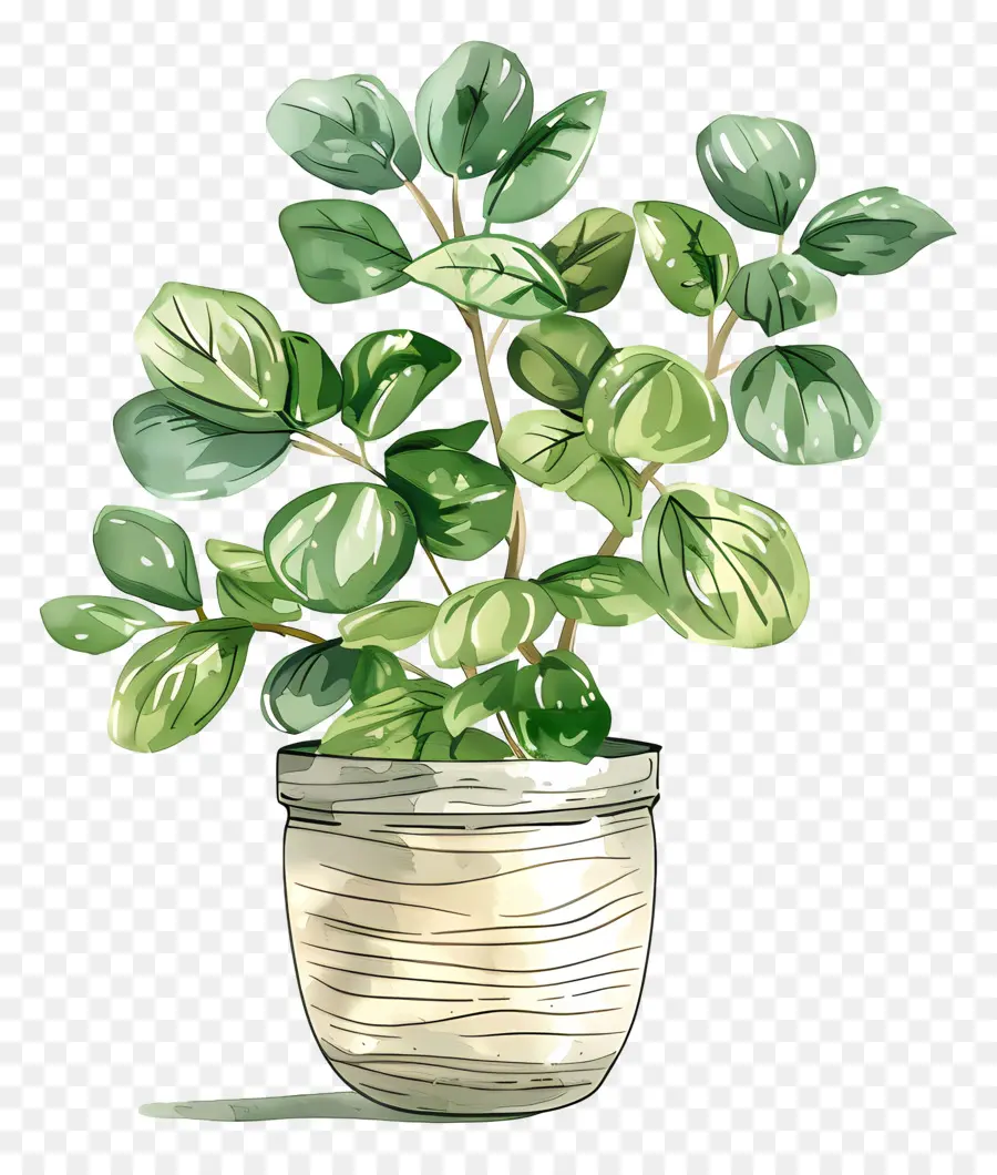 Planta De Casa Ondulada，Plantas Verdes PNG