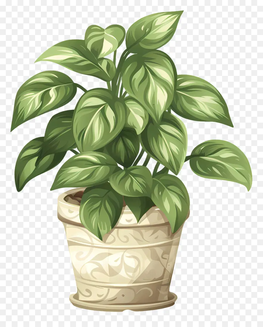 Planta De Casa Ondulada，Planta De Vaso PNG