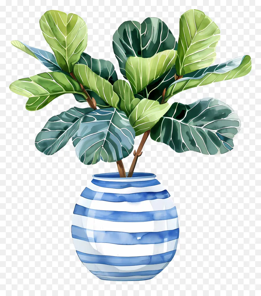 Ficus Lyrata，Vaso Listrado Azul E Branco PNG