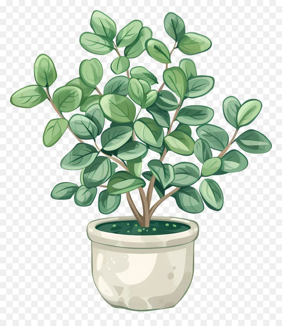 Planta De Casa Ondulada，Planta Interna PNG