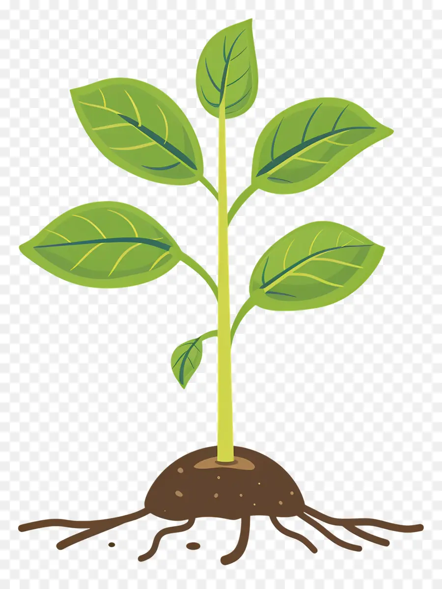 Planta Em Crescimento，Mudas PNG