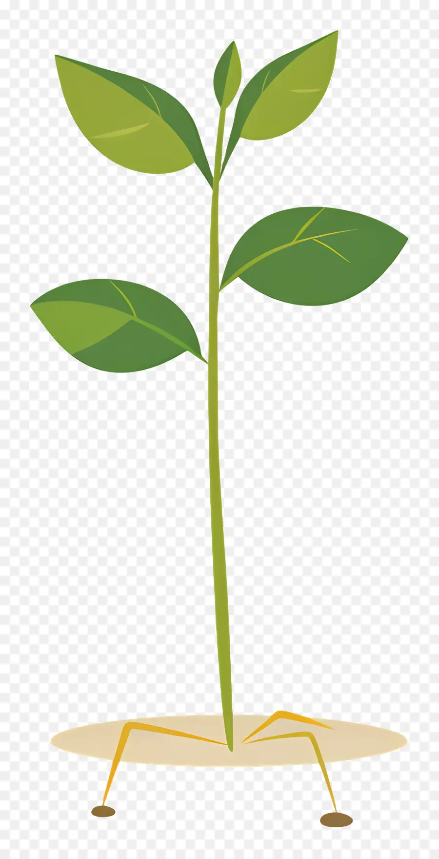 Broto De Planta，Folhas PNG