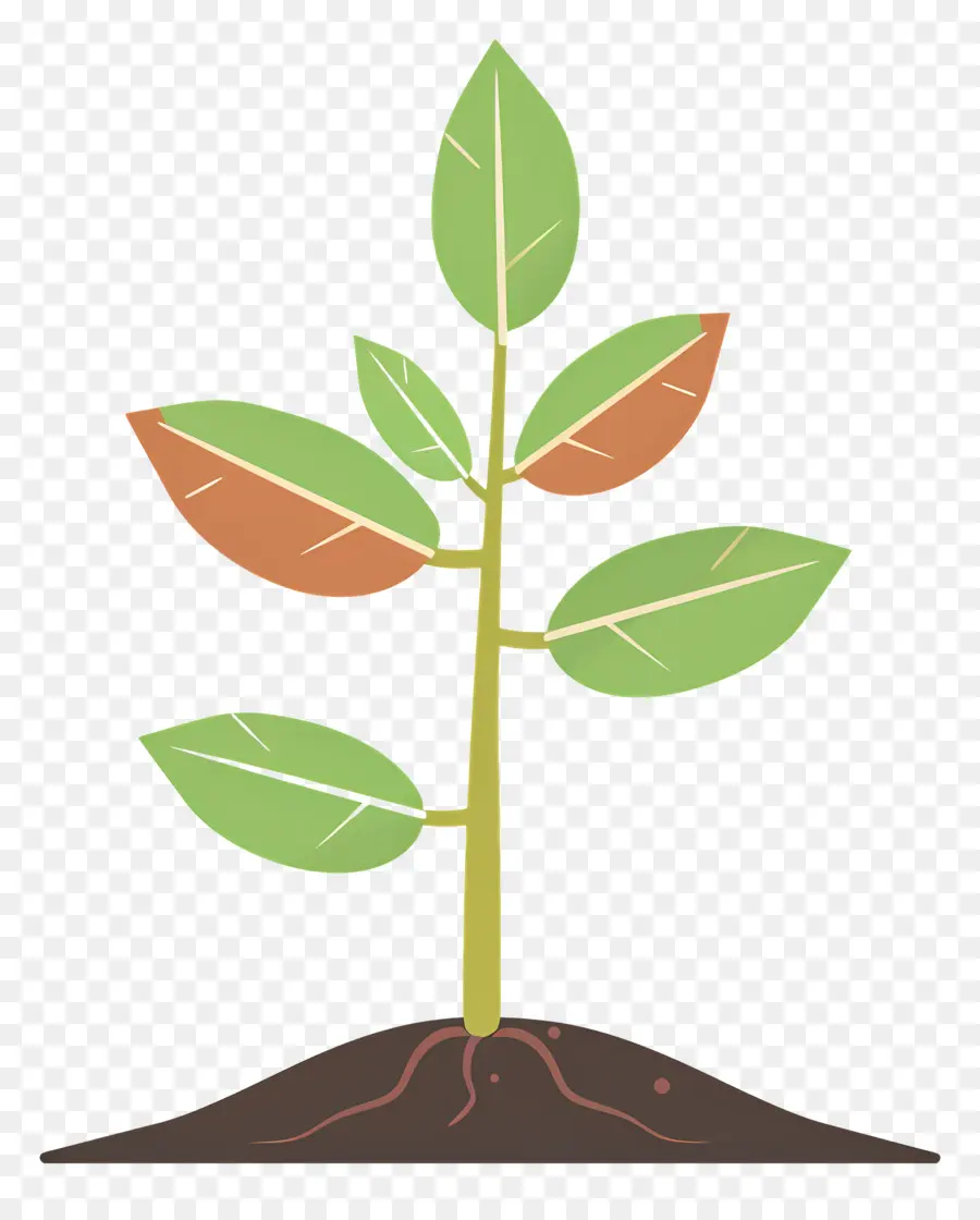 Planta Em Crescimento，Mudas PNG