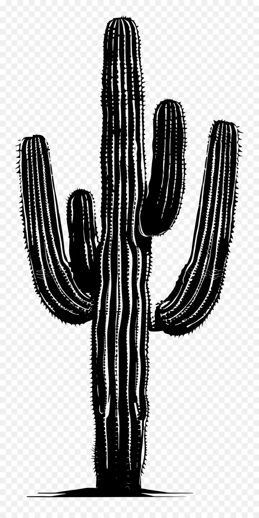 Saguaro Cactus Silhueta，Cactus PNG