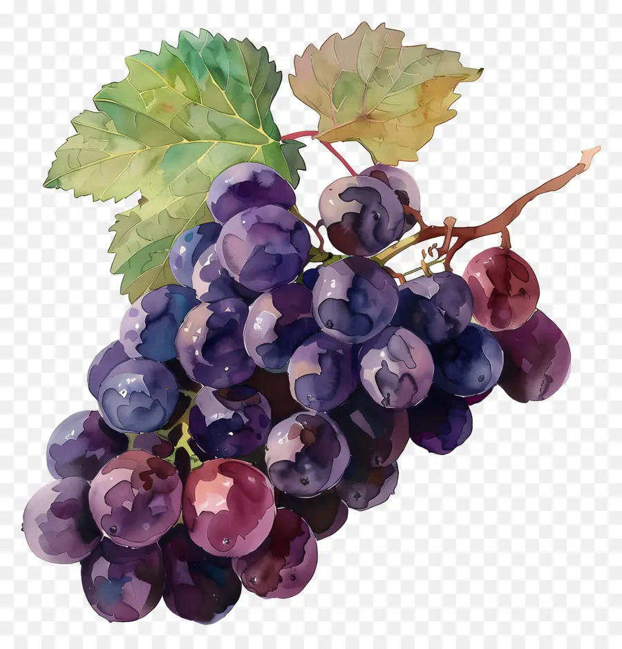 Uvas，Videira PNG