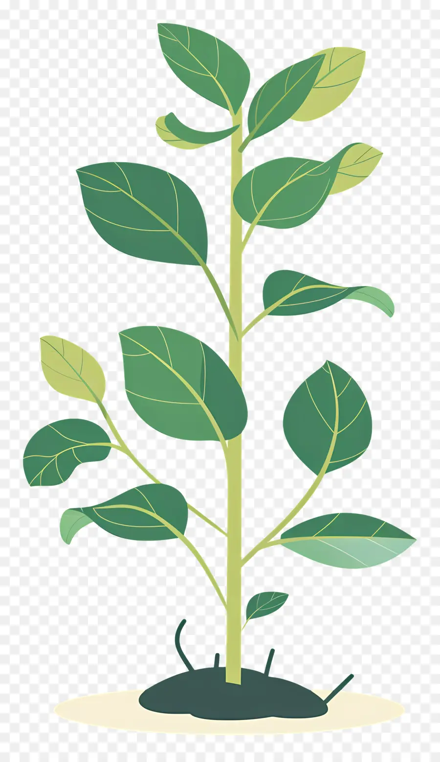 Planta Verde，Folhas PNG