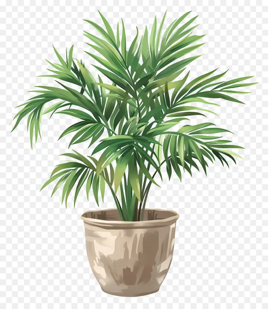 Palm De Salão，Plantas De Interior PNG