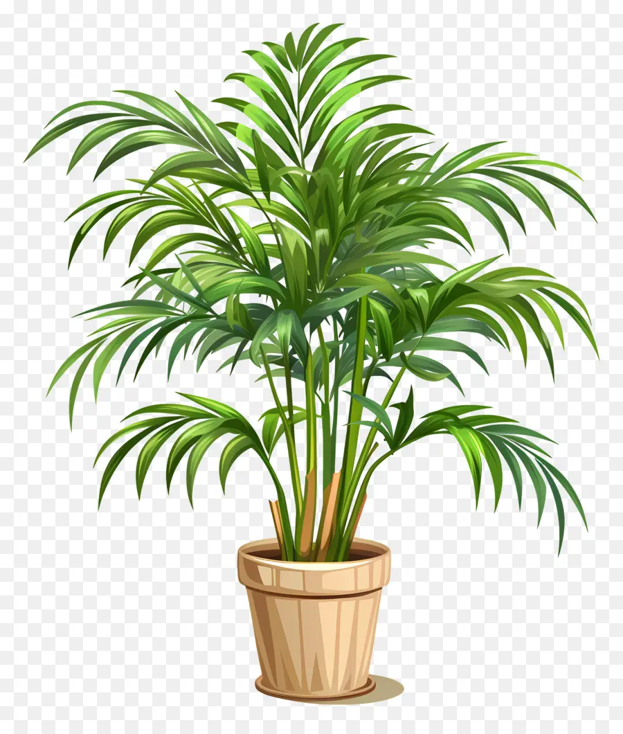 Palmeira De Salão，Planta Em Vaso PNG