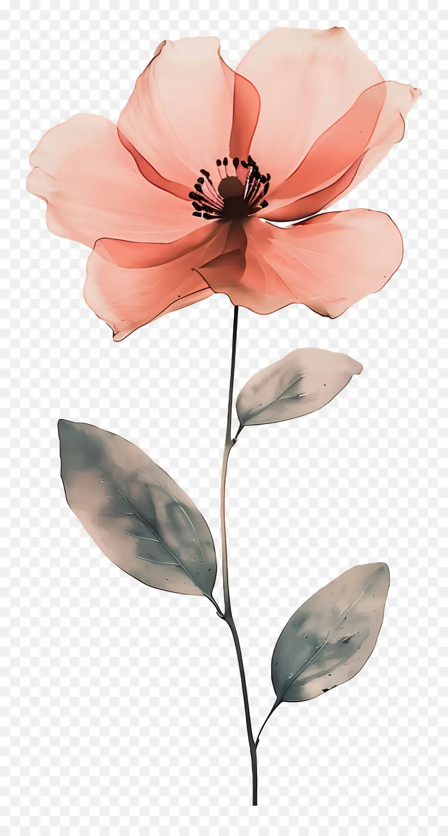 Flor，Flor Rosa PNG