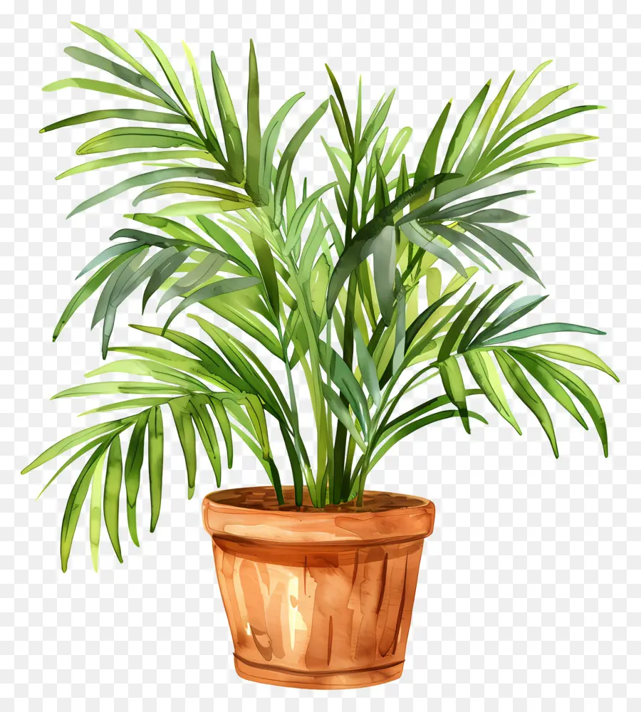 Palmeira De Salão，Planta Em Vaso Verde PNG