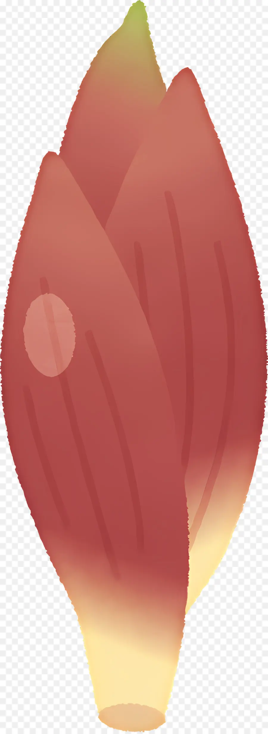 Myoga，Cebola PNG