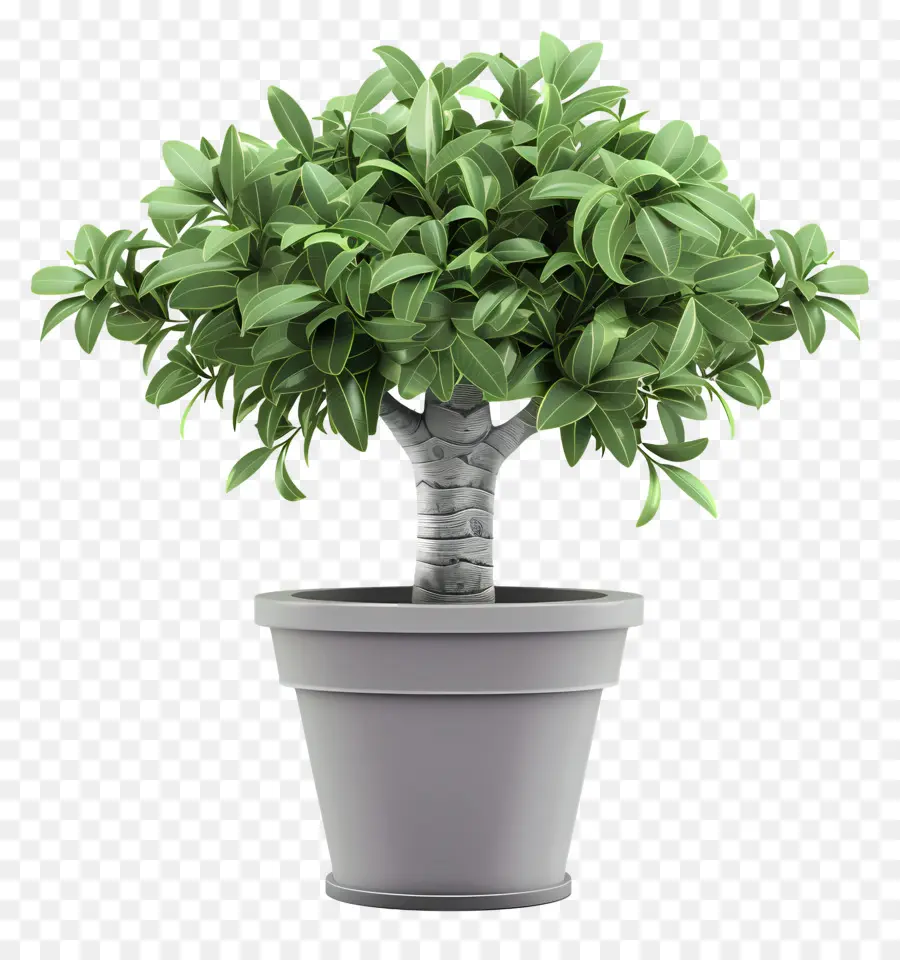 Dollar Tree，Uma árvore Bonsai PNG