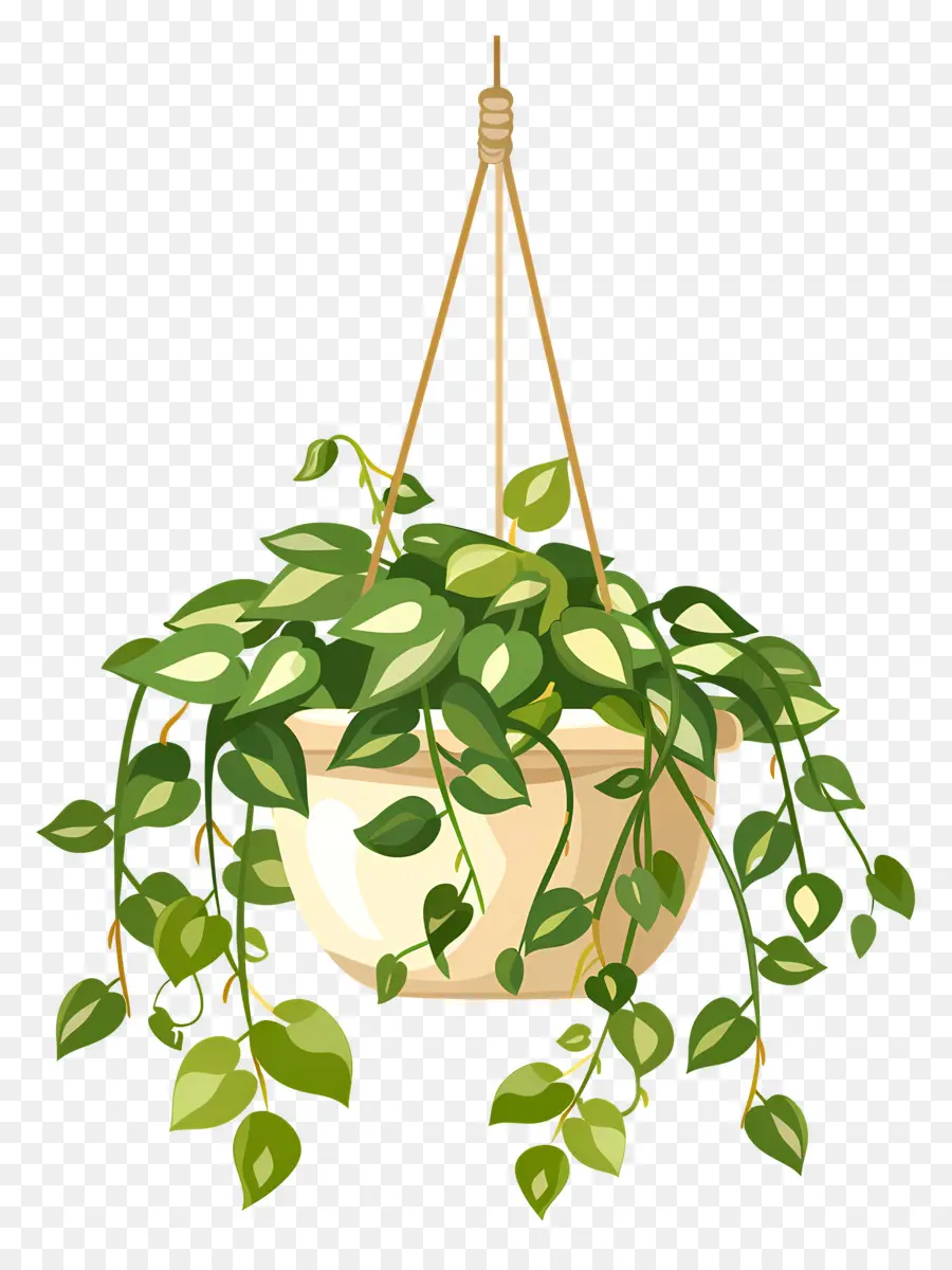 Plantas Penduradas，Planta Suspensa PNG