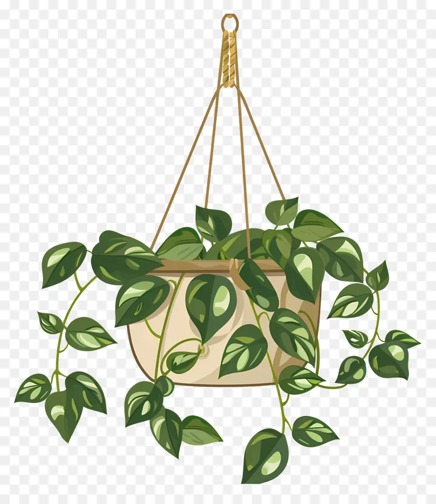 Plantas Penduradas，Planta Suspensa PNG