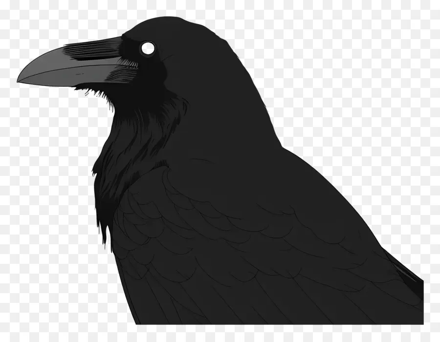 Crow，Raven PNG