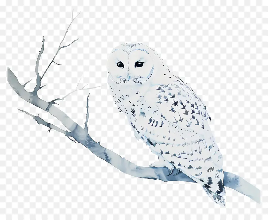 Coruja，White Owl PNG