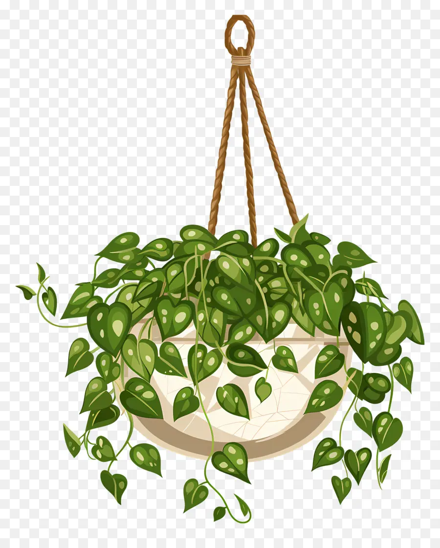 Plantas Penduradas，Plantas De Interior PNG