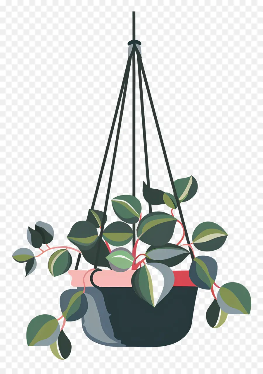 Plantas Penduradas，Desenho Da Planta Pendurada PNG