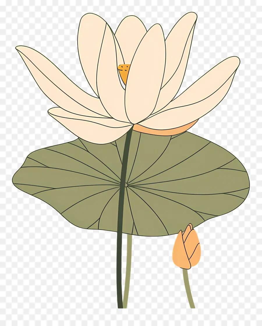 Lotus，Flor De Lótus PNG