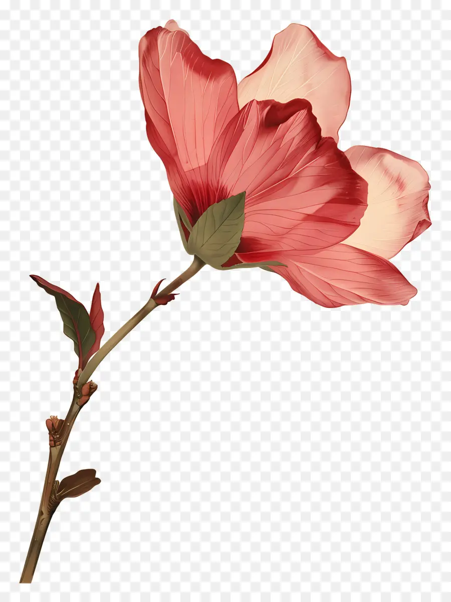 Flor Com Haste，Flor Vermelha PNG