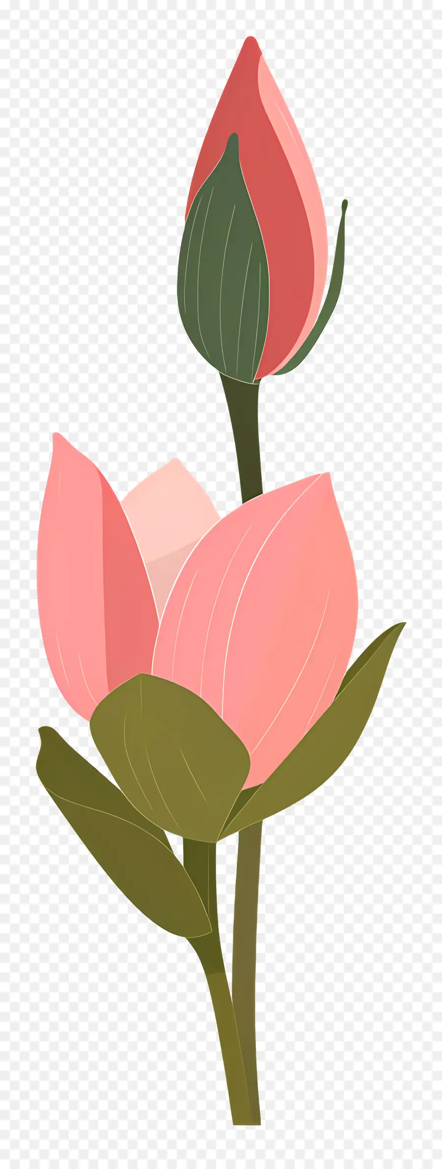 Lotus Bud，Flor PNG