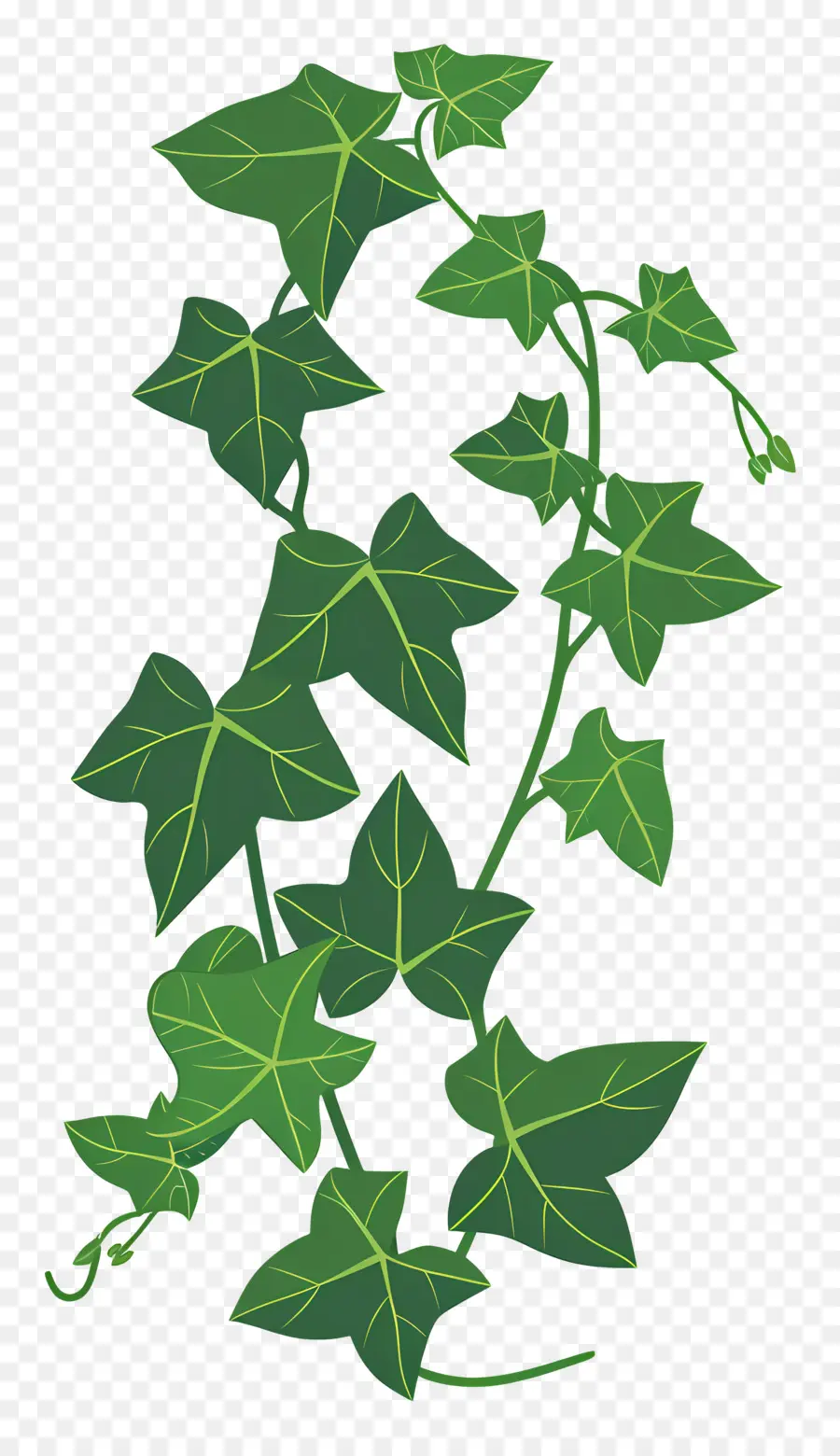 Ivy，Videira PNG