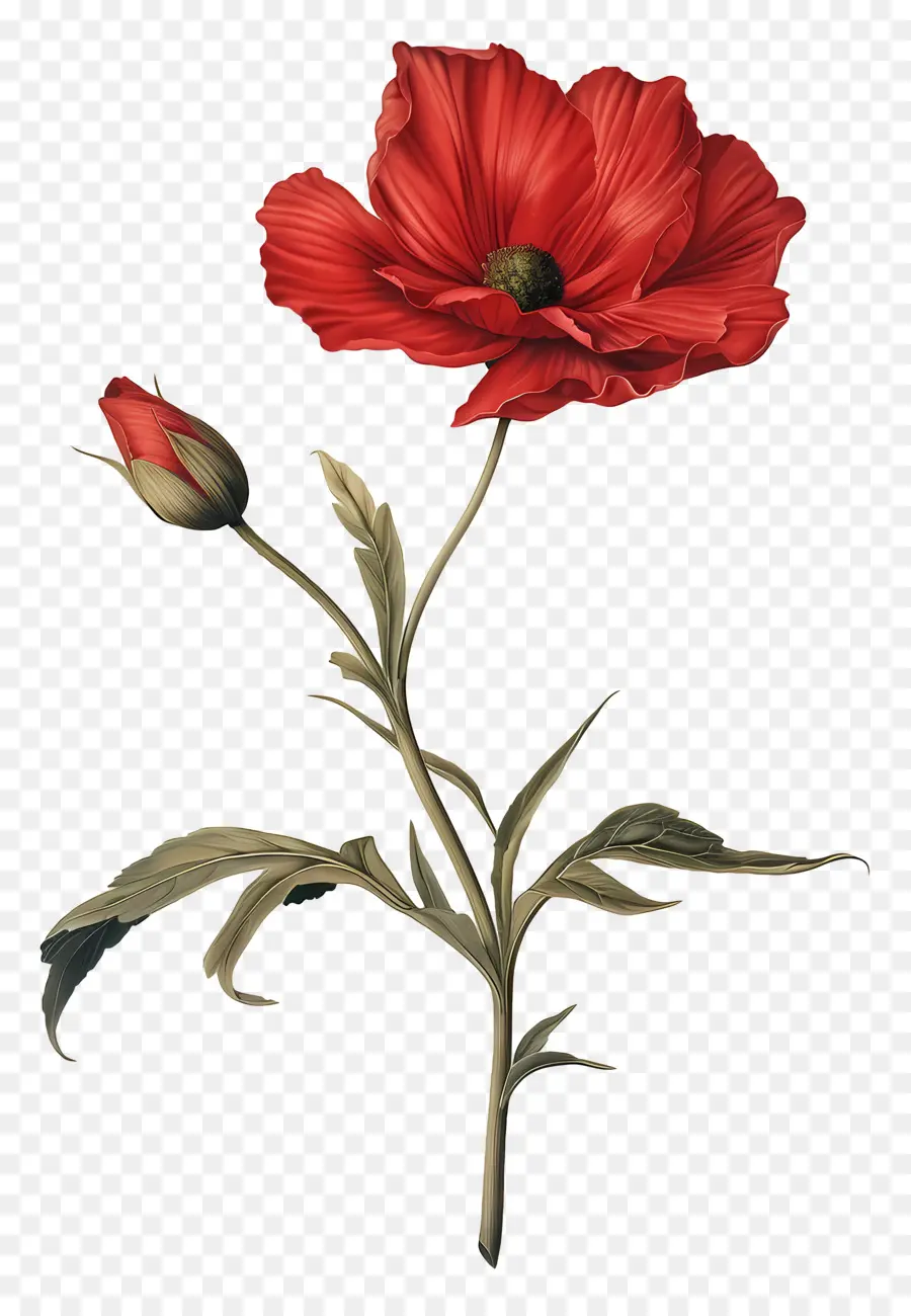 Flor Com Haste，Flor De Papoula Vermelha PNG