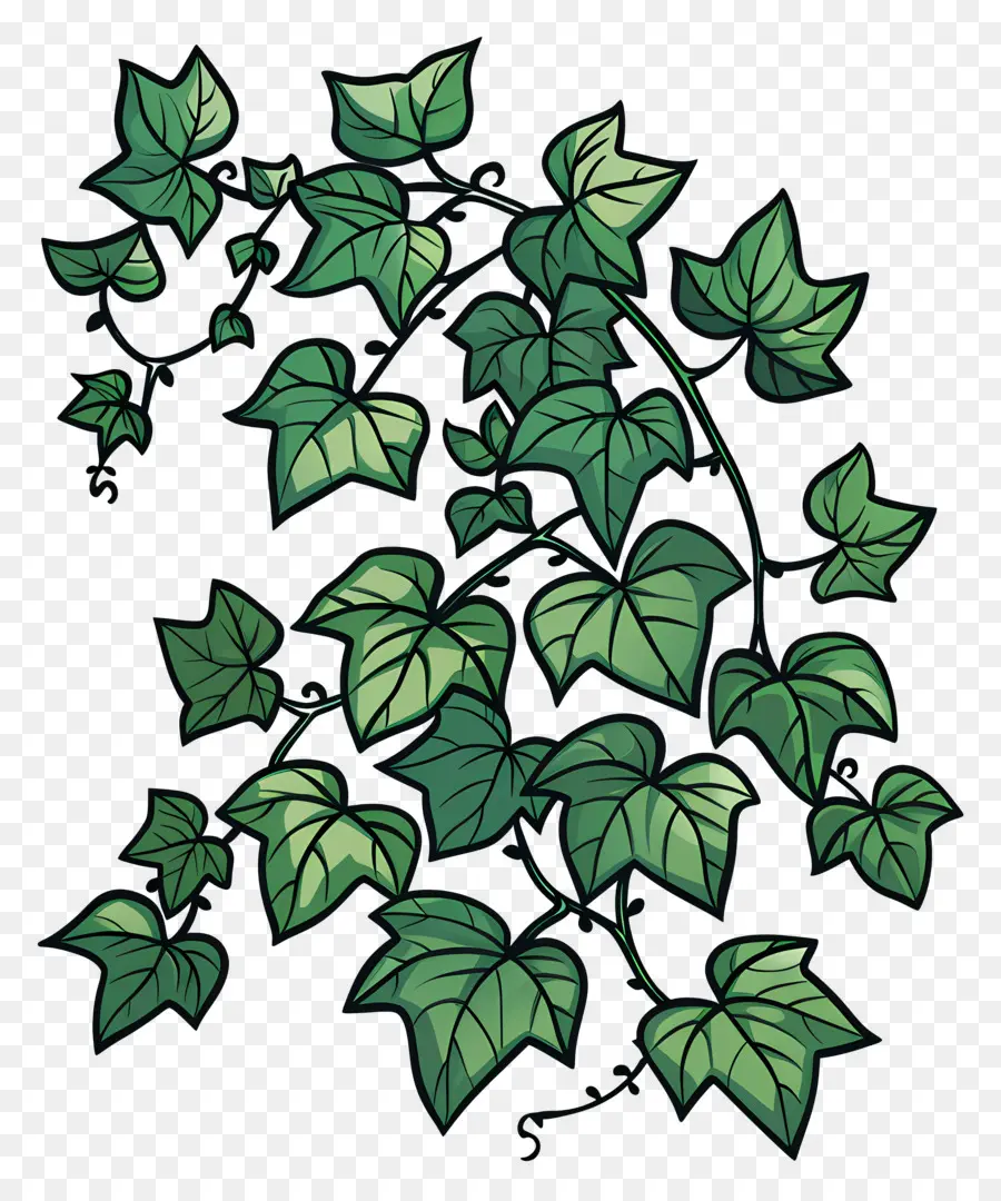 Ivy，Videira PNG