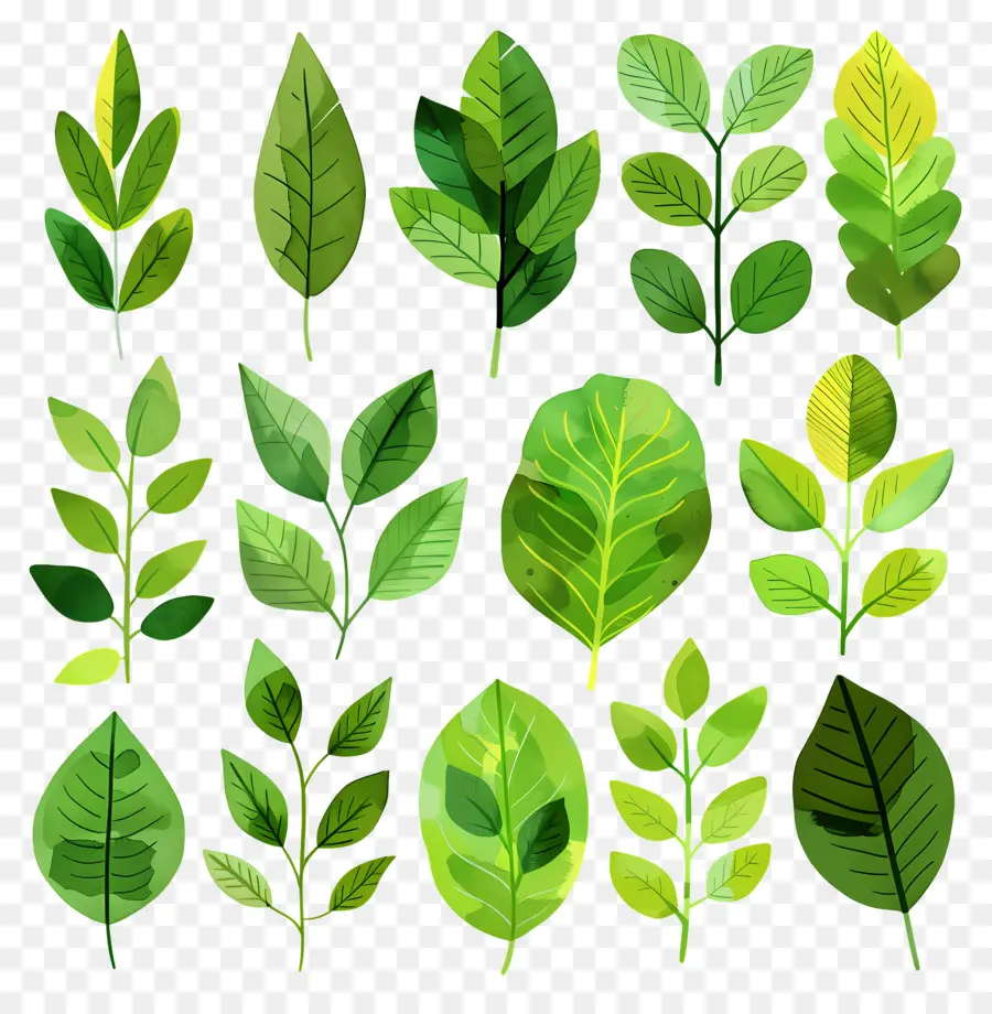 Folhas Verdes，Natureza PNG