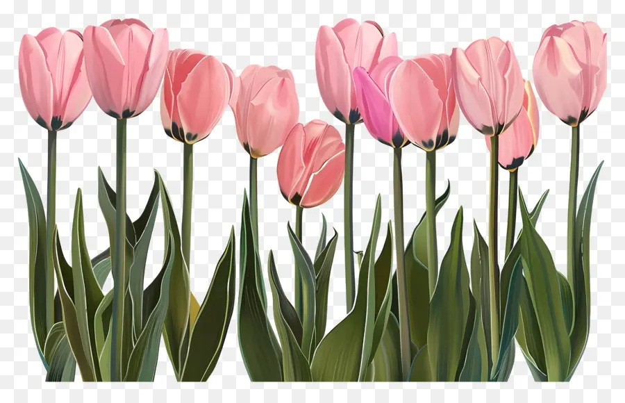 Tulipas Cor De Rosa，Tulipas Vermelhas PNG