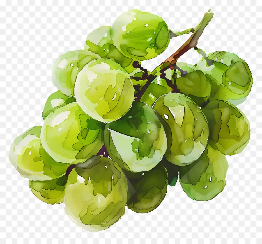 Uvas Verdes，Uvas PNG