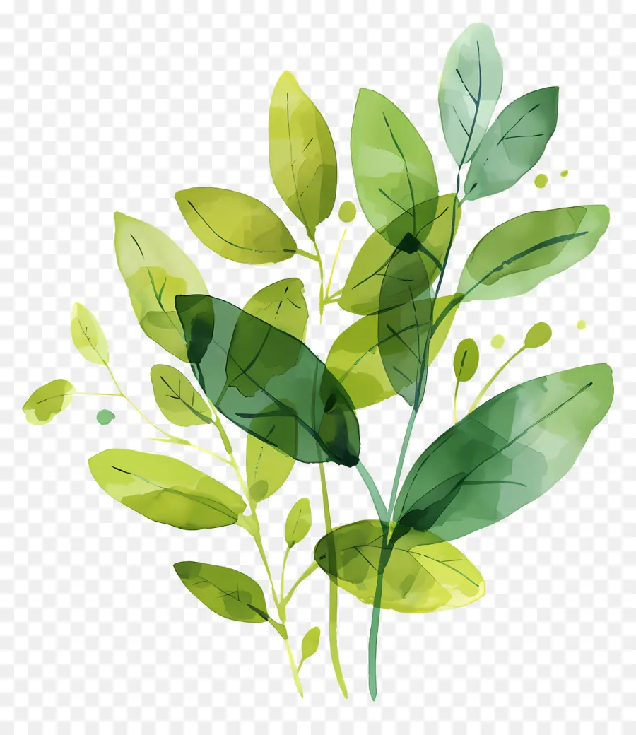 Folhas Verdes，Plantas PNG