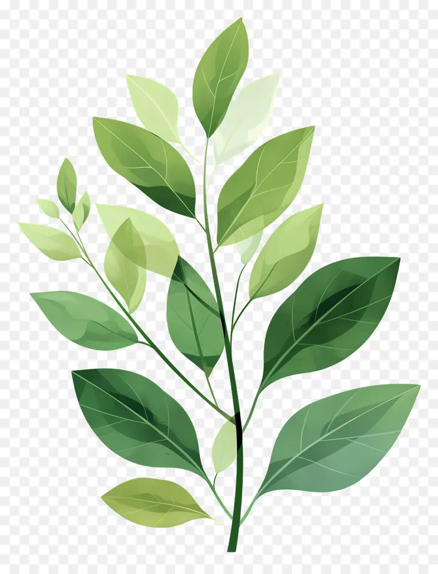 Planta Verde，Folhas PNG