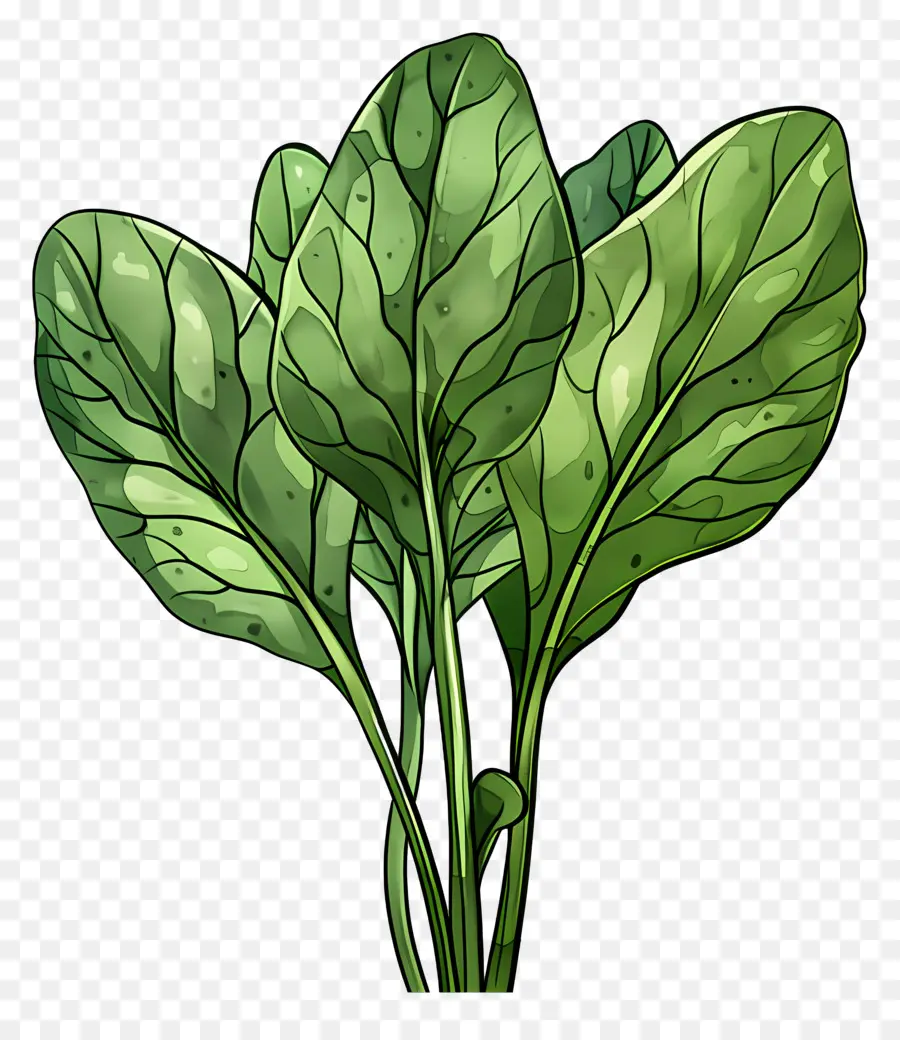 Espinafre，Espinafre Verde PNG