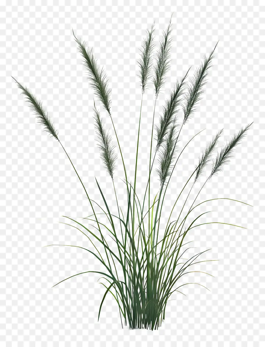 Timothy Grass，Planta Verde PNG