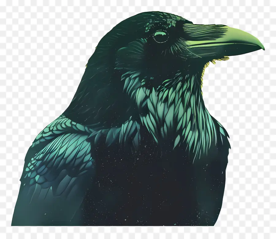 Raven，Aves PNG