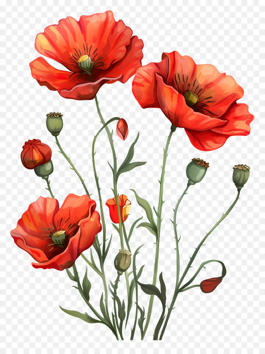 Flores De Papoula，Papoula Vermelha PNG