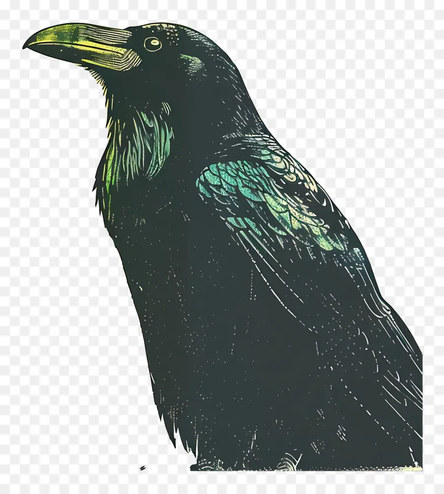 Raven，Aves PNG