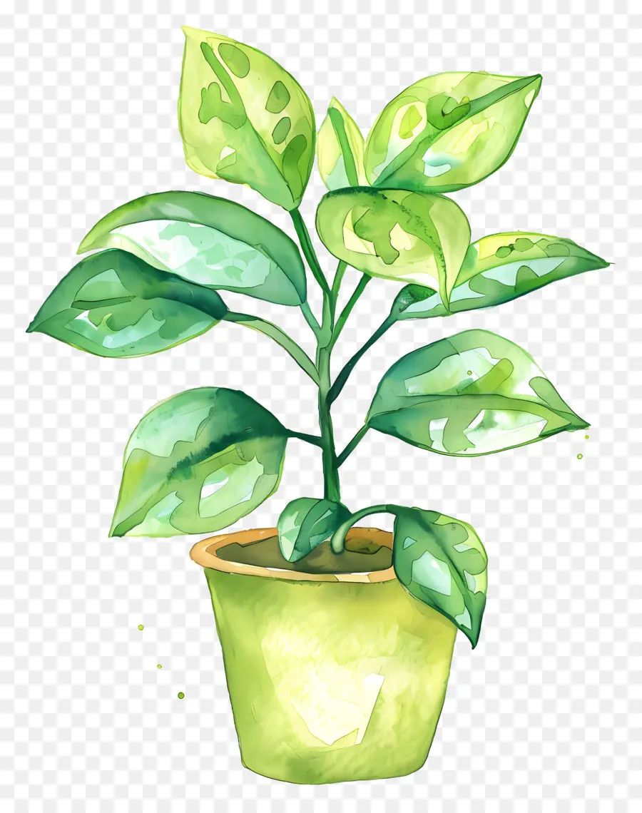 Planta De Casa Ondulada，Planta Em Vaso Verde PNG