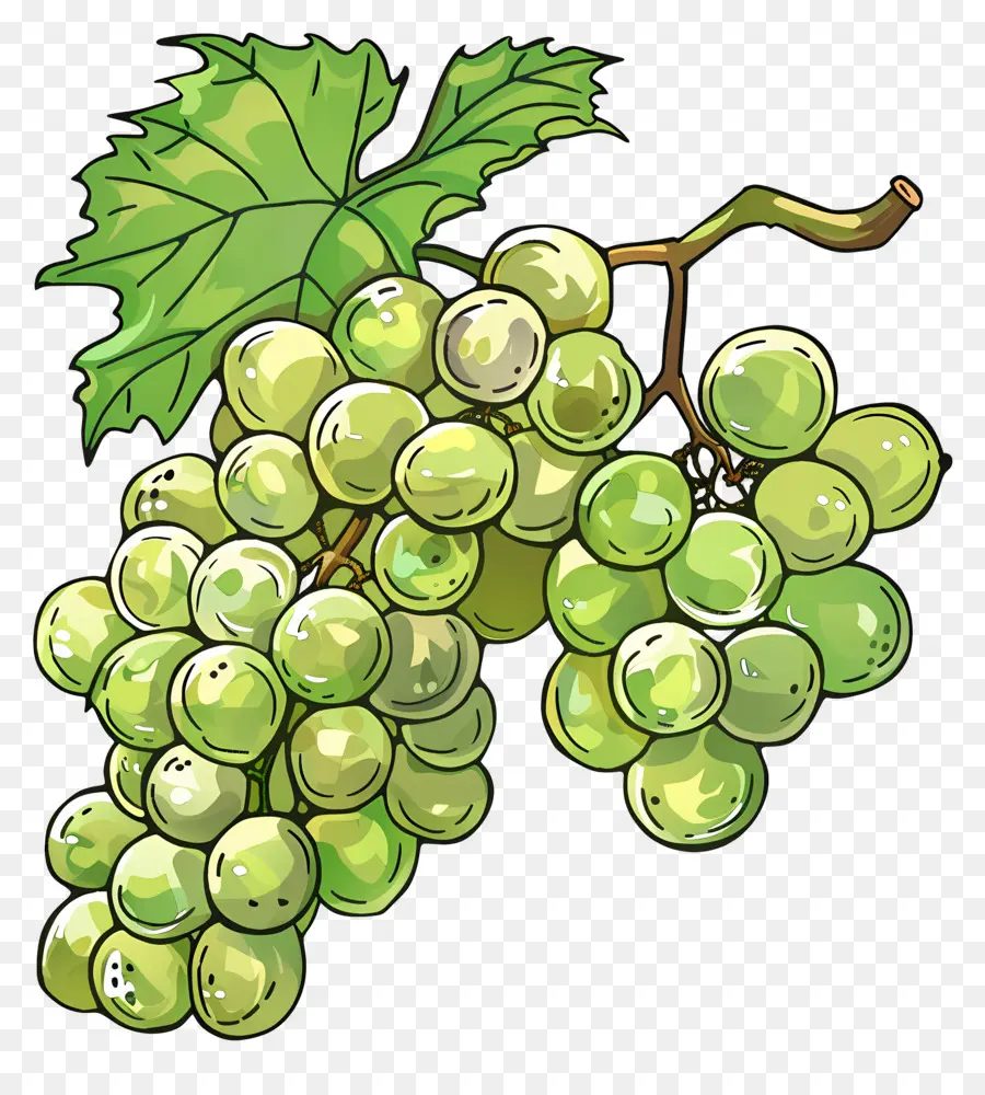 Uvas Verdes，Videira PNG