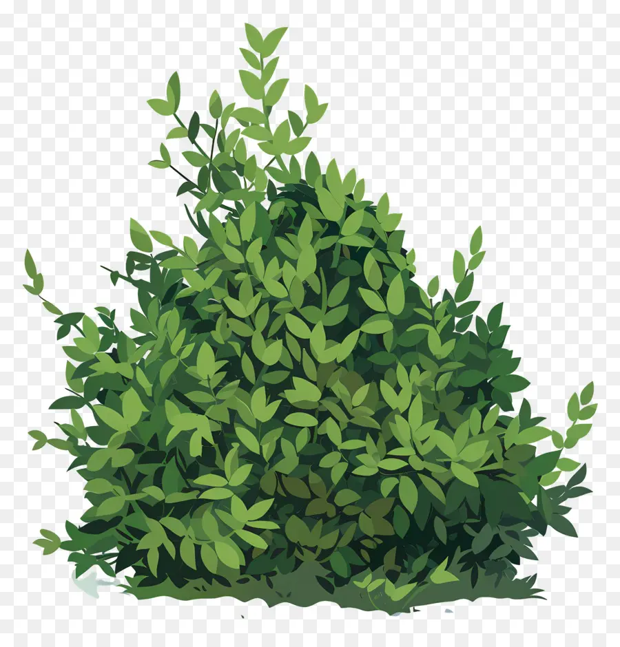 Arbusto Verde，Arbusto PNG